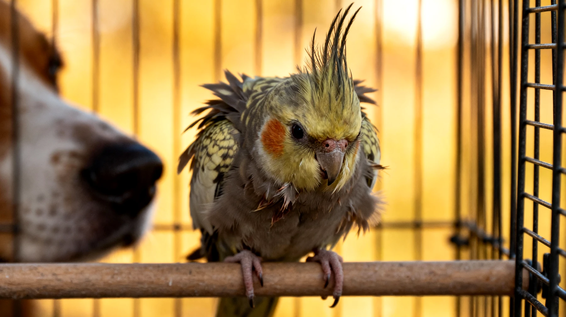 Nymphensittiche zeigen oft Aggressionen oder Stress beim Zusammenleben mit anderen Tierarten, da sie territoriales Verhalten entwickeln und sich durch größere Haustiere wie Hunde oder Katzen bedroht fühlen können"