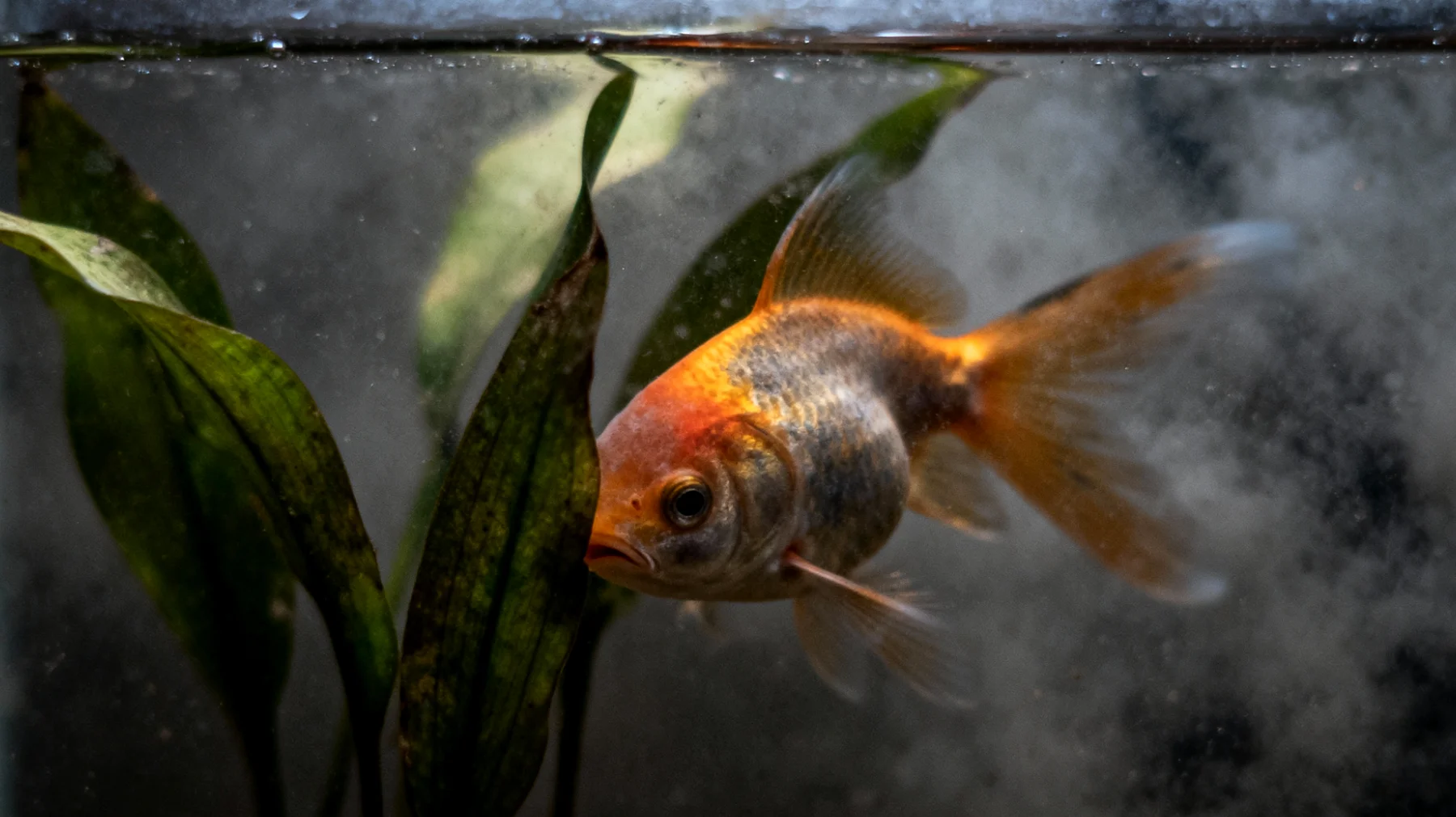 Fische zeigen Stressanzeichen wie hektisches Schwimmen, Verstecken oder Farbverlust, was auf suboptimale Wasserbedingungen, Überbesatz oder fehlende Rückzugsmöglichkeiten im Aquarium hinweisen kann"
