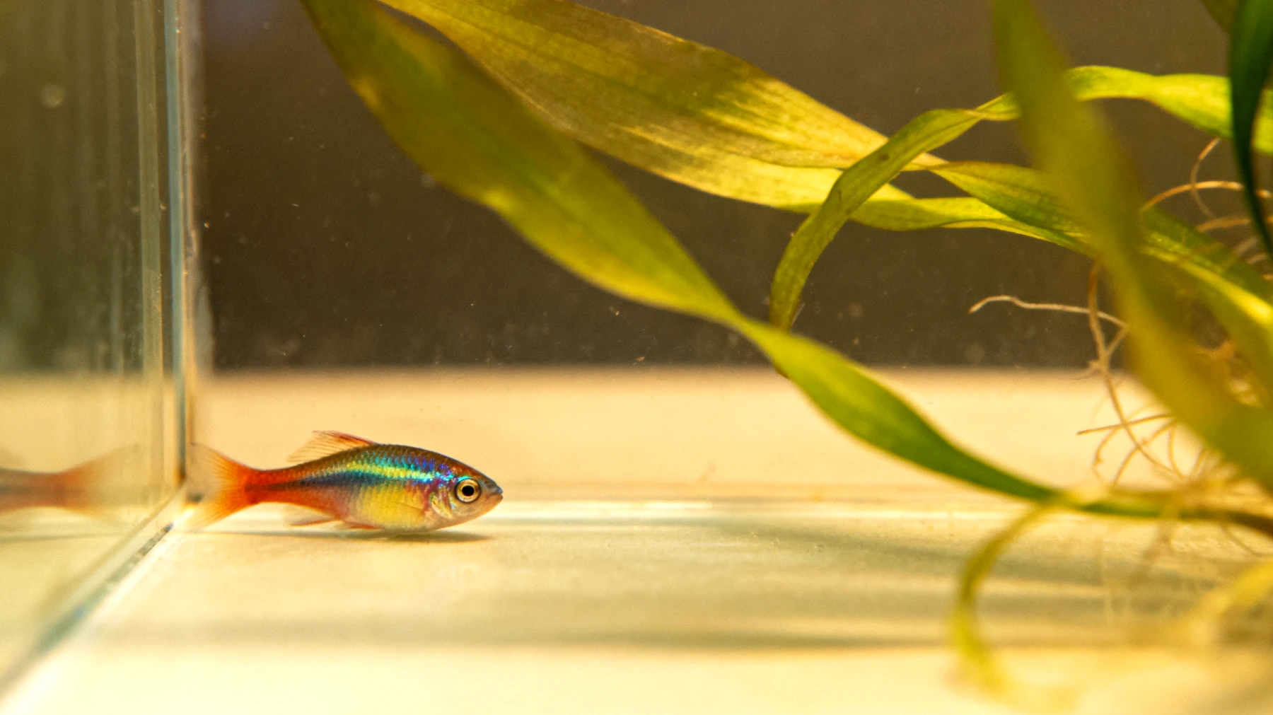 Fische können nach medizinischen Eingriffen oder Krankheiten gestresst sein und benötigen eine ruhige Umgebung zur Erholung, wobei Wasserqualität und optimale Haltungsbedingungen entscheidend für den Stressabbau sind"