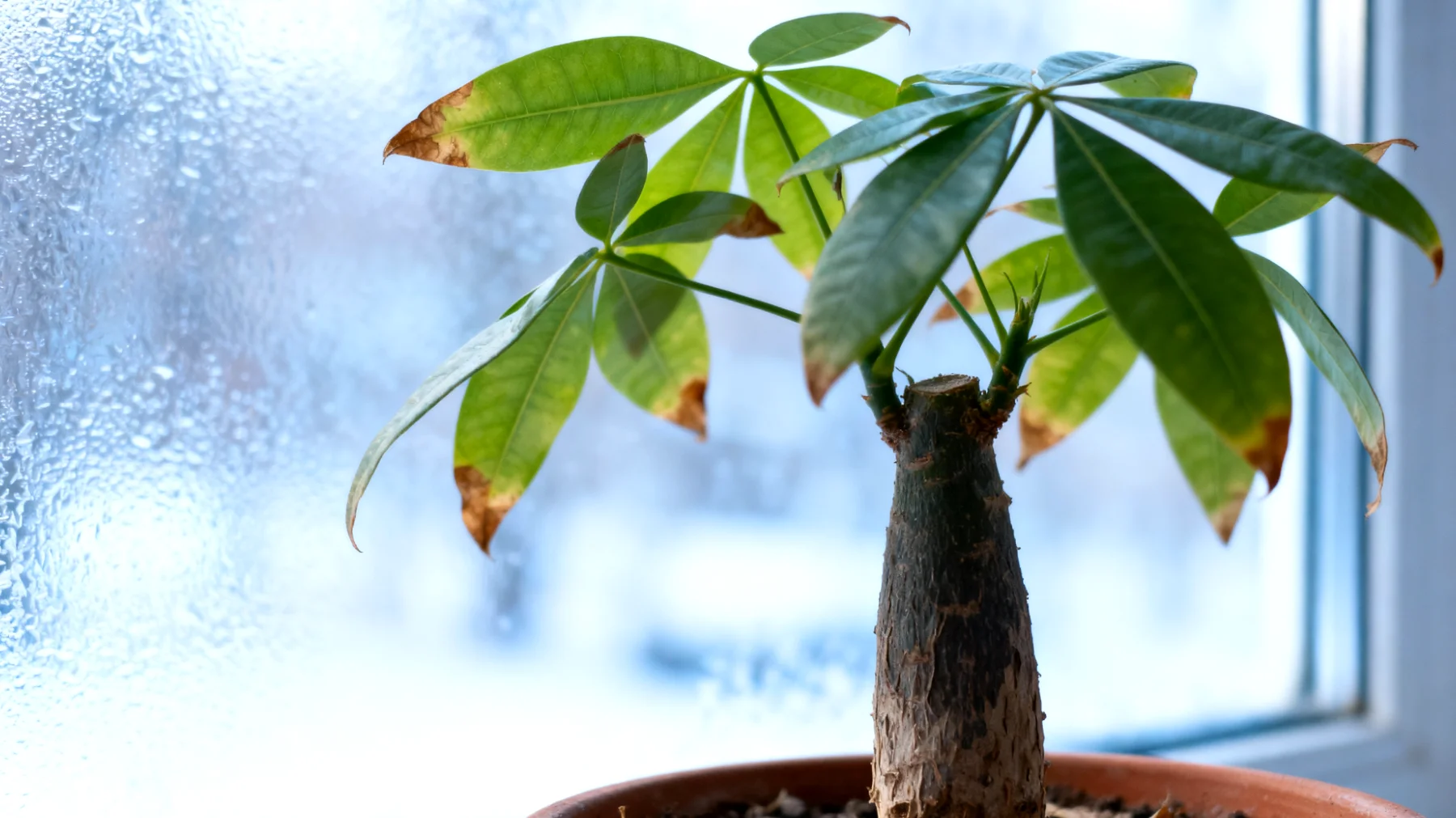 Geldbaum (Crassula)"