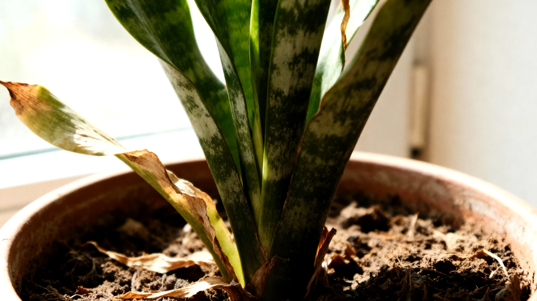 Glücksfeder (Zamioculcas)"