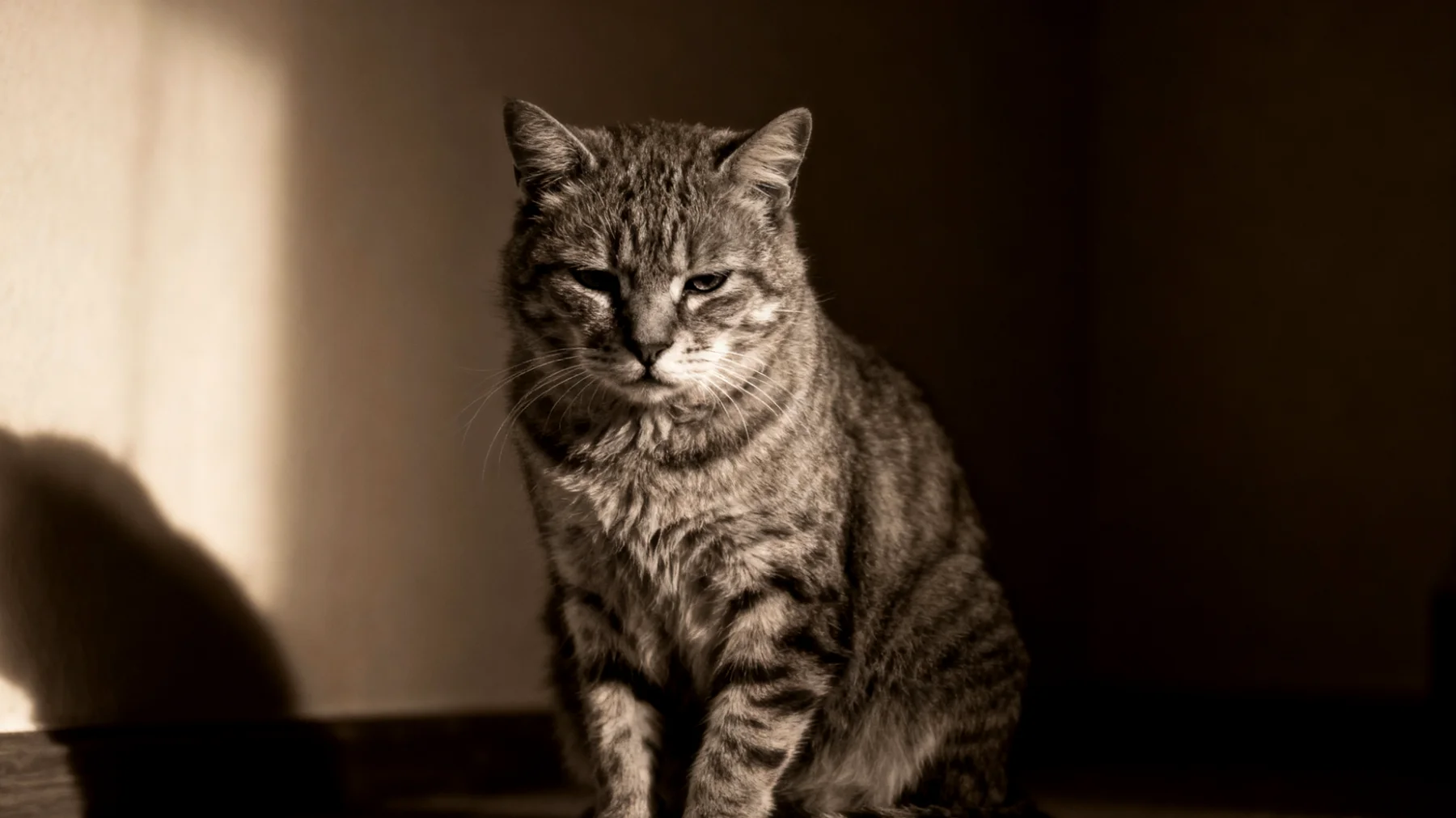 Ältere Katzen leiden häufig unter chronischem Stress durch altersbedingte Veränderungen wie Gelenkschmerzen, nachlassende Sinneswahrnehmung, Orientierungsprobleme und Unsicherheit, was zu Verhaltensänderungen, Rückzug und verminderter Lebensqualität führt"