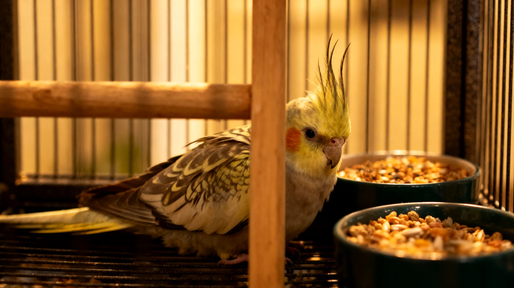 Neuankömmling-Nymphensittich zeigt Angstverhalten und versteckt sich in der Voliere, frisst kaum und vermeidet Kontakt während der kritischen Eingewöhnungsphase"