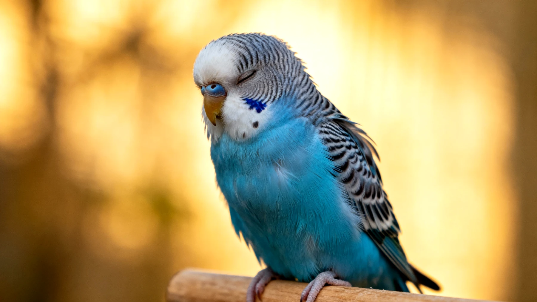 Wellensittiche können unter Atemwegsproblemen, Milbenbefall oder Federproblemen leiden, die mit natürlichen Hausmitteln unterstützt behandelt werden können"