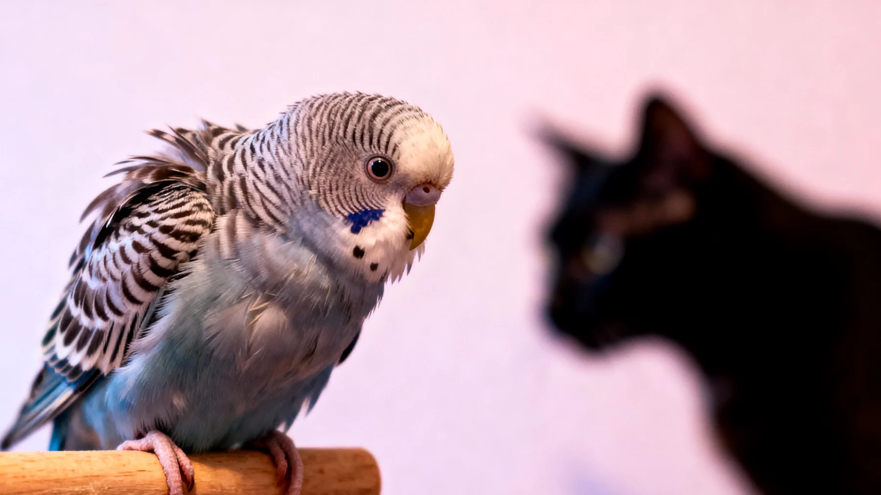 Wellensittiche zeigen Stresssymptome wie übermäßiges Schreien, Federrupfen oder Aggressivität, wenn sie mit anderen Tieren wie Katzen oder Hunden im selben Haushalt leben und sich bedroht fühlen"